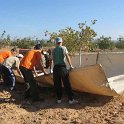 Recoleccion manual del pistacho en plantacion joven (2)